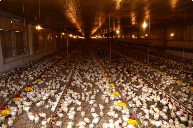 Милијарду дали за привреду: Инвестиционо-развојни фонд обележио  деценију рада